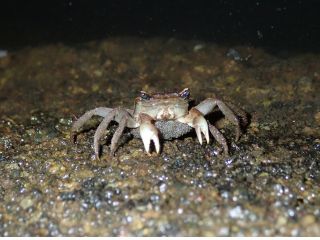 夏の自由研究に最適 アカテガニ放仔観察会 当館スタッフが生態解説をします 三浦海の学校 じゃらん遊び体験