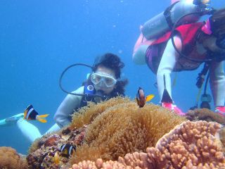 体験ダイビングは、初めてでも少しの好奇心があれば海中散歩できます