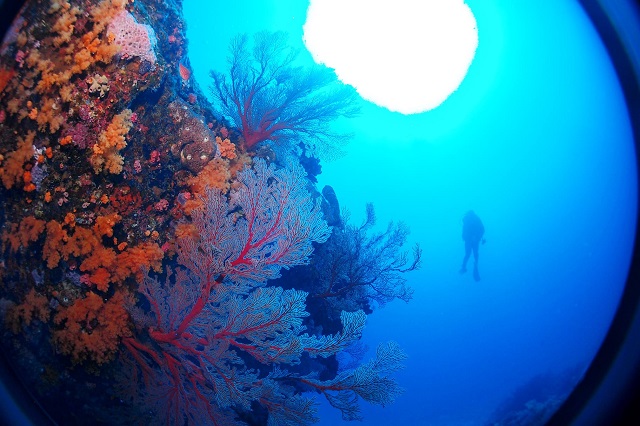 uP}u[v̊CƁAN₩ȃTSʂLcǊԏӂ̊CB̌񑩂܂B