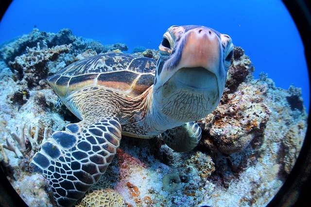 慌ただしい日常を離れて、ゆったりとした時間が流れる海の世界に身をゆだねてみませんか。