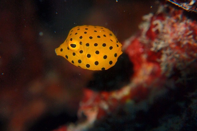 CZX擾΂肩Axe܂ŁBoLxȃX^btKCh邩ASĒł܂B