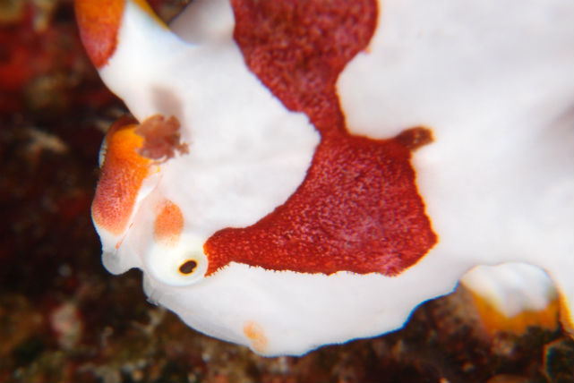 キラキラと光を浴びて舞い泳ぐ熱帯魚たち。海中には、思わず息を呑む、美しい世界が広がっています。