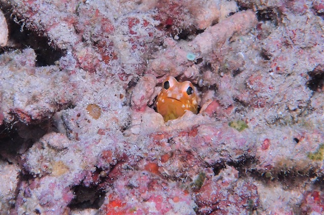 Cカード取得後の初ファンダイビングなら、本島の海をゆっくり楽しめるビーチダイビングがおすすめです。