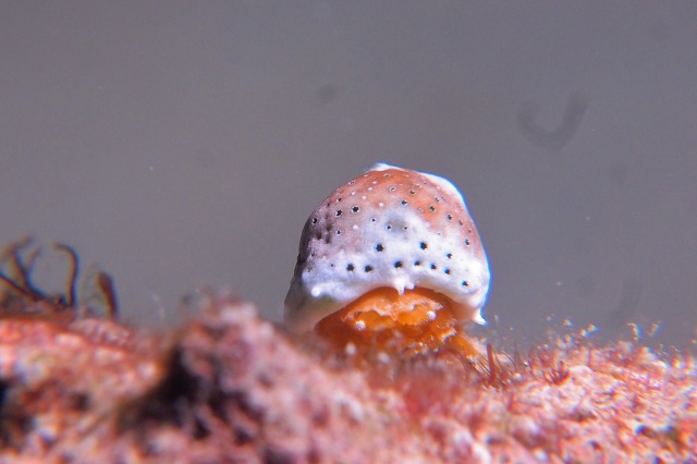 Jtȋ⃆[XȊCɉɍs܂傤I