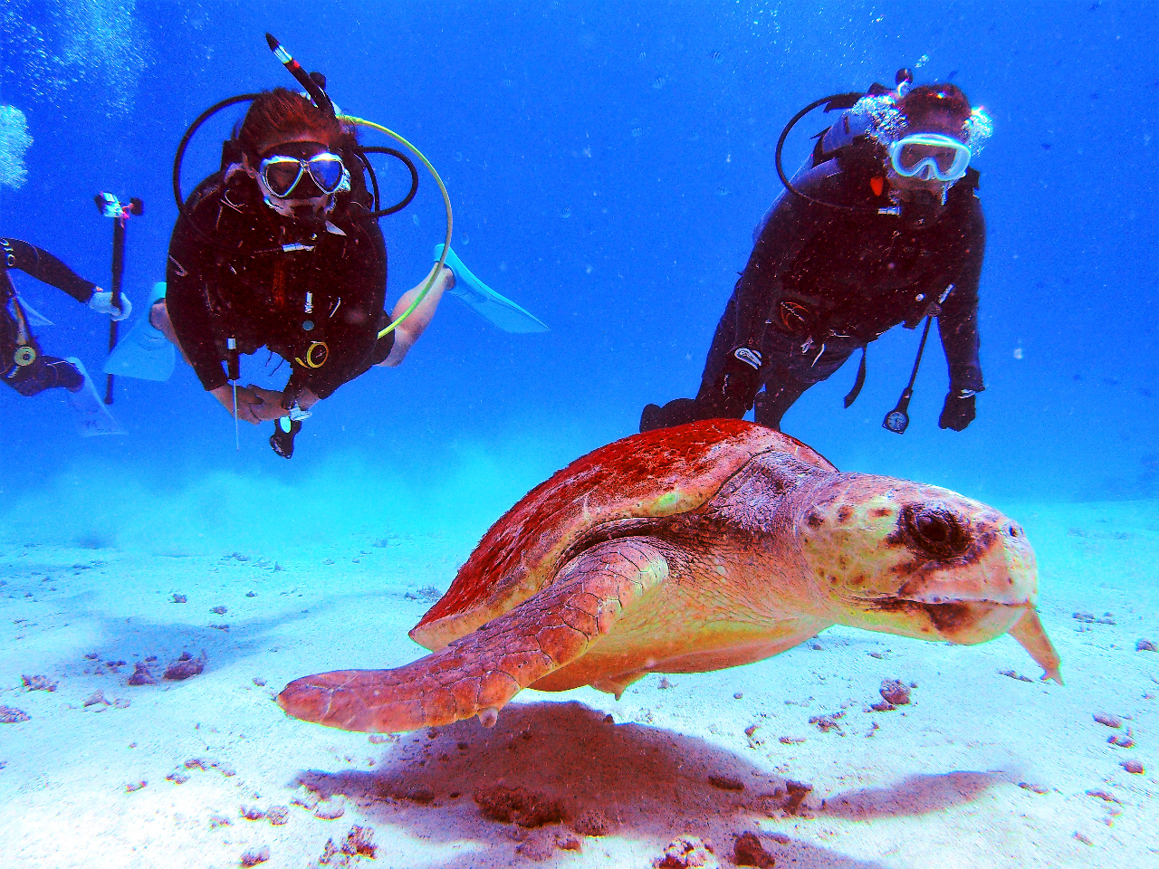 北部発 水納島ボート体験ダイビング1ダイブ ミシュラン一ツ星 水納島上陸 21年じゃらん沖縄 水納島口コミ第1位 超高画質カメラ Gopro写真撮影 パラソル無料 コロナ対策適用プラン 沖縄アイランドクルー じゃらん遊び体験 北部発 水納島ボート体験ダイビング1ダイブ ミシュラン一ツ星 水納島上陸 21年じゃらん沖縄 水納島口コミ第1位 超高画質カメラ Gopro写真撮影 パラソル無料 コロナ対策適用プラン 沖縄アイランドクルー じゃらん遊び体験