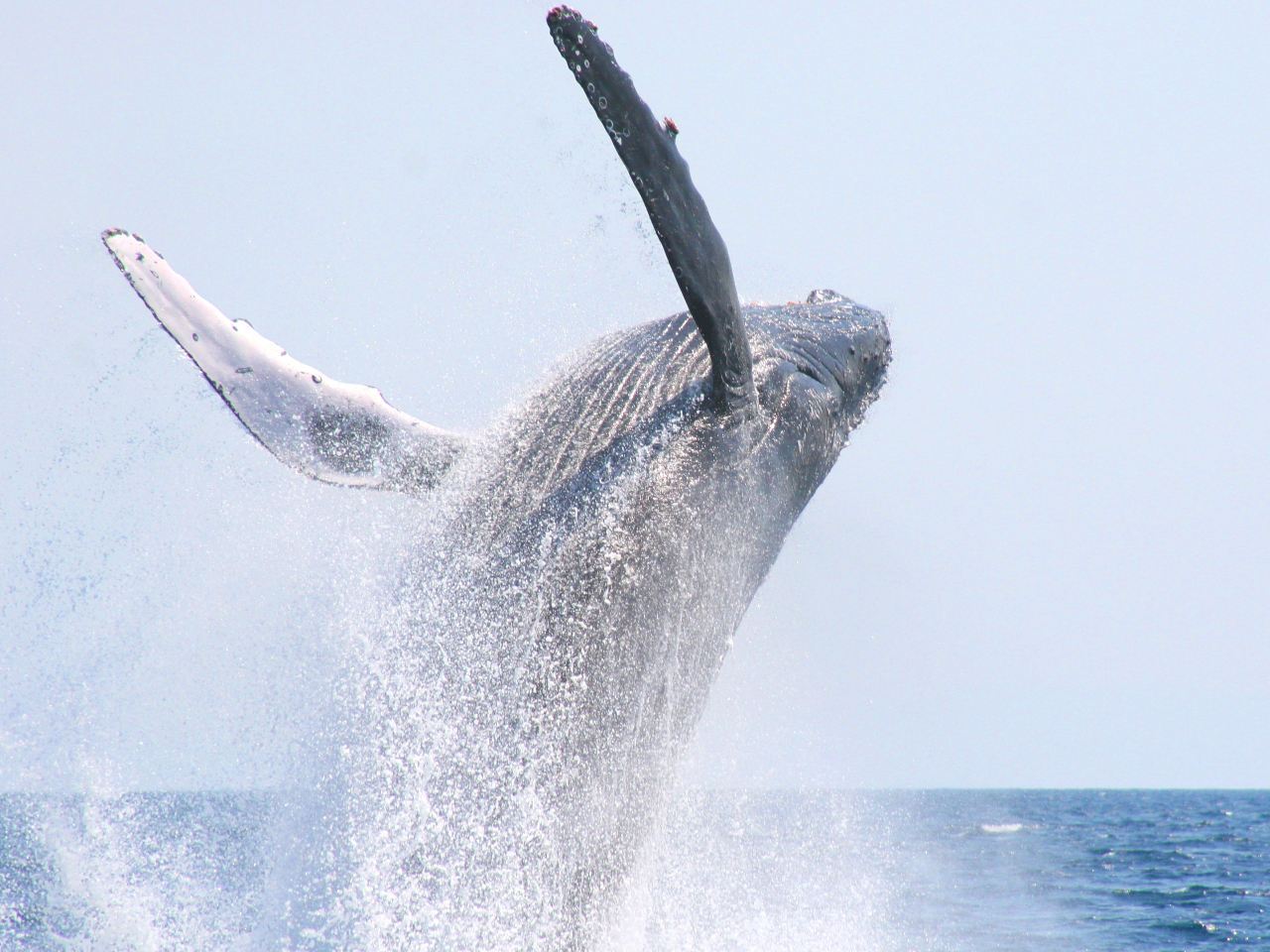 皆様に見せてあげたいブリーチ!