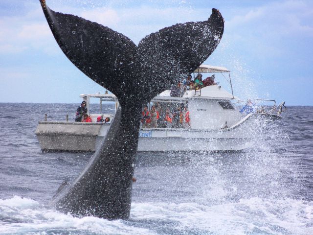 海面を激しく叩くテールスラップ!