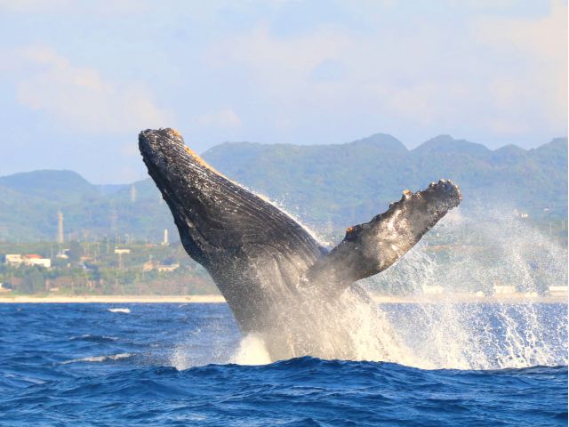 北部発 ホエールウォッチング 美ら海水族館チケット付 全日程 全額返金保証 21年じゃらん沖縄 ホエールツアー口コミ 第1位 遭遇率ほぼ100 写真 レインコート無料 コロナ対策適用プラン 沖縄アイランドクルー じゃらん遊び体験 北部発 ホエールウォッチング 美ら海水族館チケット付 全日程 全額返金保証 21年じゃらん沖縄 ホエールツアー口コミ 第1位 遭遇率ほぼ100 写真 レインコート無料 コロナ対策適用プラン 沖縄アイランドクルー じゃらん遊び体験
