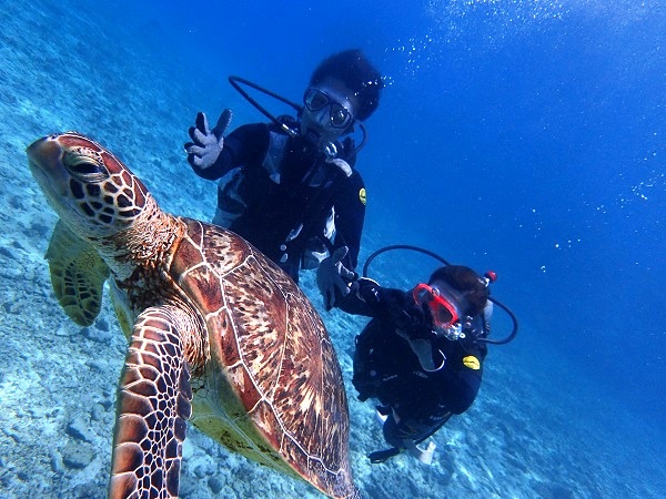 ウミガメに出会えたらラッキー!