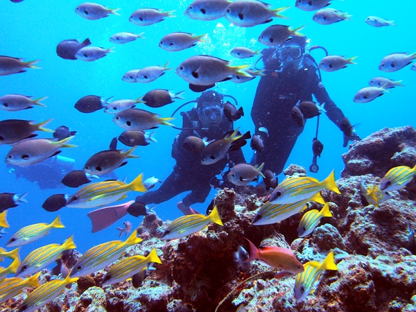 たくさんのお魚や珊瑚は圧巻です♪