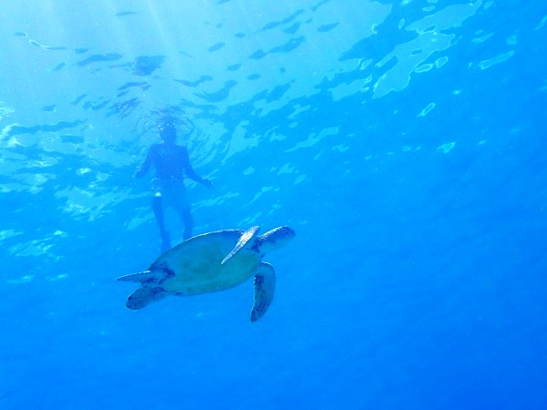 ウミガメに出会える事も♪