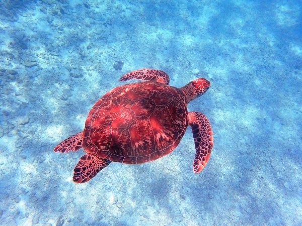 ȂɊԋ߂ŃE~Kꂽ烉bL[ł(^^)