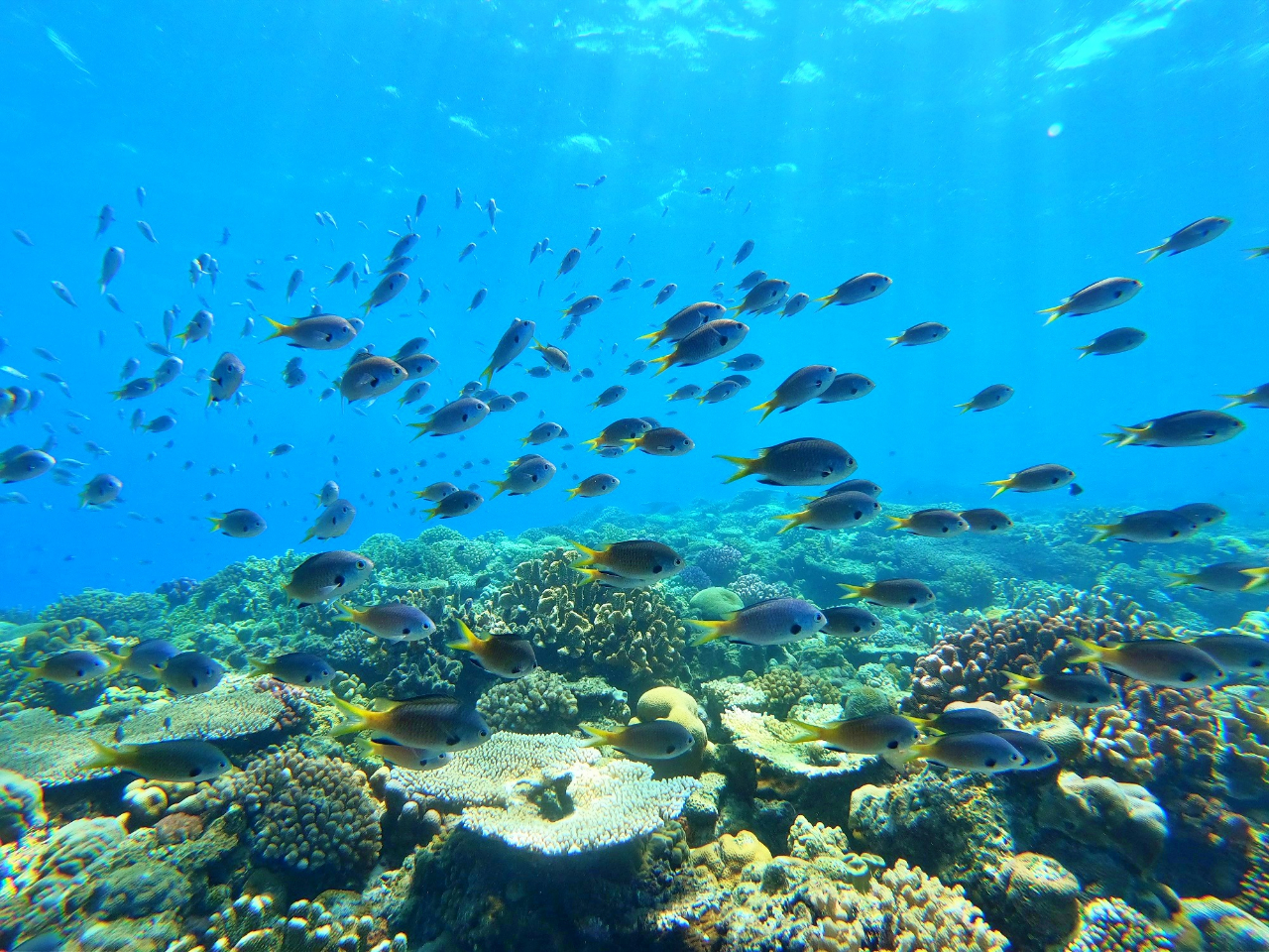 X͕̐ۏؕtII݂ȓ͂A߂̃|CgɂRfGȃ|Cg܂I