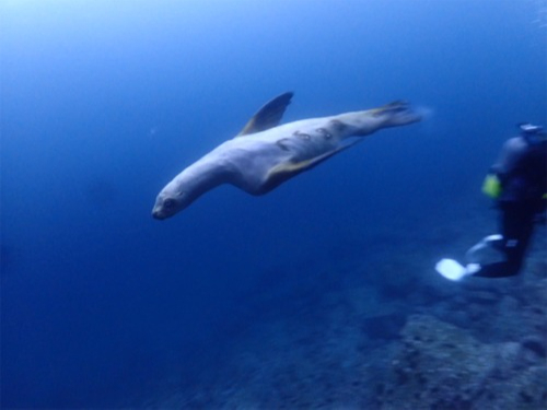 トドが水中で見ることができるダイビングポイントは世界中を探して みても、ほんのわずかしかないのです