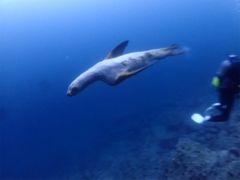トドが水中で見ることができるダイビングポイントは世界中を探して みても、ほんのわずかしかないのです