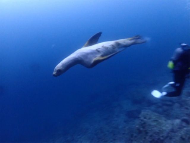 トドが水中で見ることができるダイビングポイントは世界中を探して みても、ほんのわずかしかないのです