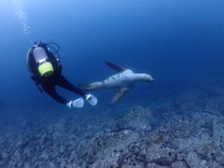 トドが水中で見ることができるダイビングポイントは世界中を探して みても、ほんのわずかしかないのです