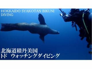 野生のトドとダイビング。冬季限定・ 北海道トドウォッチングダイビング。