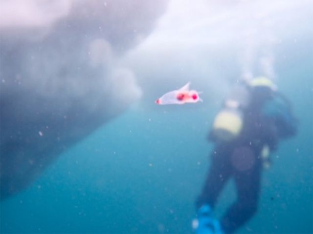 世界遺産の海 北海道知床 流氷ダイビング クリオネに逢いに 22年3月5 土 開催 クラブ キッズ じゃらん遊び体験 世界遺産の海 北海道知床 流氷ダイビング クリオネに逢いに 22年3月5 土 開催 クラブ キッズ じゃらん遊び体験