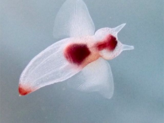 世界遺産の海 北海道知床 流氷ダイビング クリオネに逢いに 22年3月5 土 開催 クラブ キッズ じゃらん遊び体験 世界遺産の海 北海道知床 流氷ダイビング クリオネに逢いに 22年3月5 土 開催 クラブ キッズ じゃらん遊び体験
