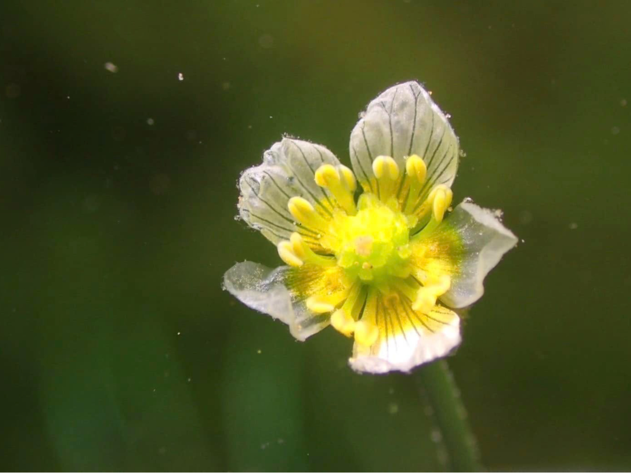 支笏湖水中花:チトセバイカモ(千歳梅花藻):例年7月開花