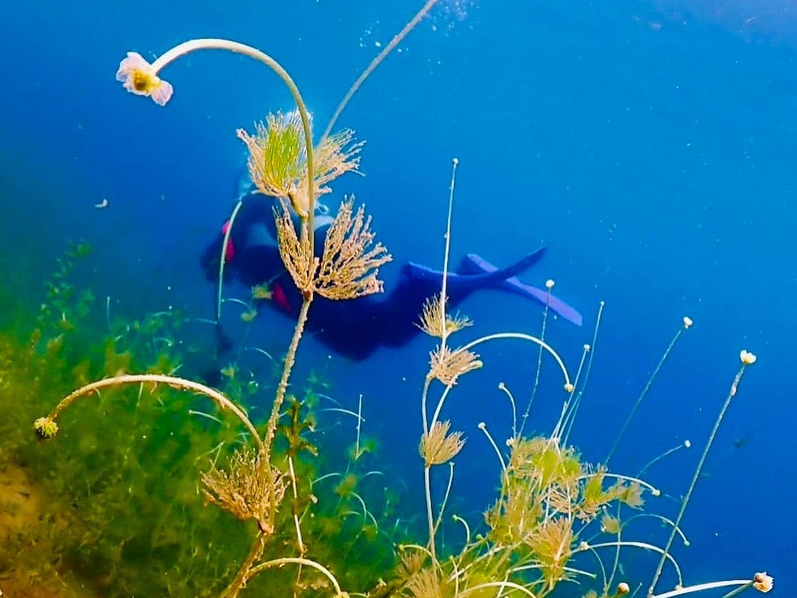 支笏湖水中花:チトセバイカモ(千歳梅花藻):例年7月開花