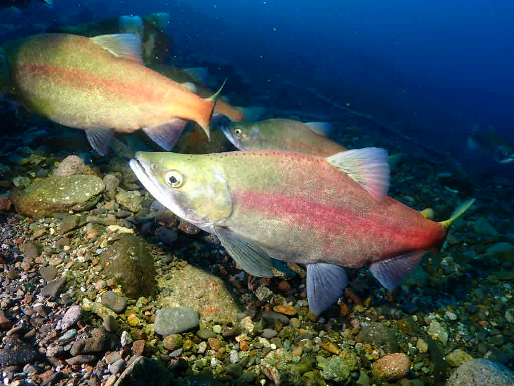 【支笏湖のヒメマスついて(湖沼残留型(陸封型)ベニザケ 紅鮭】  北海道での地方名は【チップ】と呼ばれています。