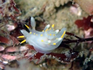 伏木の冬から春にかけて見られるウミウシです。ハゴロモウミウシ