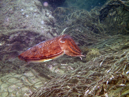 ؂̏tĂɂČuRECJvB^ǂΎYV[邱Ƃł邩܂B