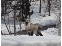 運が良ければ動物に会えるかも♪