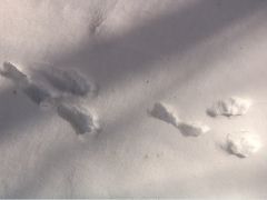 ウサギの足跡