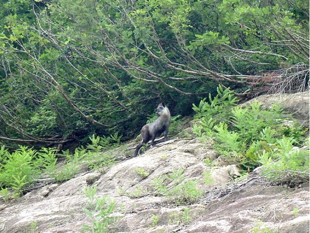 運が良ければ野生動物にあえるかも!!