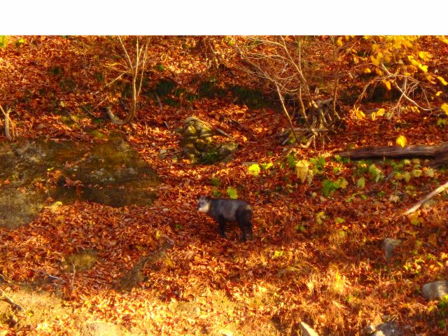 運が良ければ野生動物にあえるかも!!