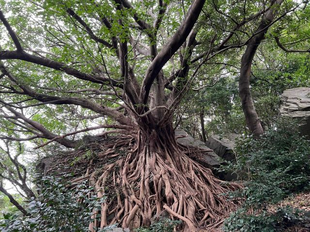 巡礼の路の途中で立ち寄るポイントの椿公園。ラピュタの雰囲気!パワースポットの大アコウの木。パワーをもらいましょう。