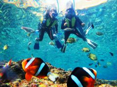 ★熱帯魚に囲まれる竜宮城体験♪