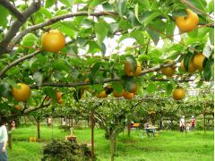 栃木の梨狩りランキングtop2 じゃらんnet