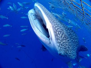 大人気のジンベエザメを見に行こう!!