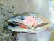 釣れる魚はニジマス・アメマスなど・・・基本リリースとなります