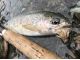 釣れる魚は主にニジマス。釣れた魚はリリースとなります。