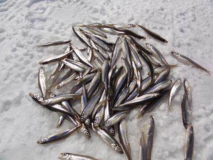 ����Ȃɒނꂿ�Ⴄ���Ƃ��I�H�@�ނꂽ���J�T�M�̎����A���OK�ł��I