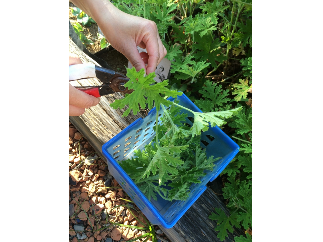 �t���ρA�s�A�ԂȂǂ����݂Ȃ���J�S�ɒ��߂Ă����܂�