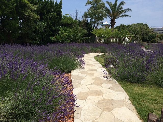【地域共通クーポン対象【千葉・銚子】一年中楽しめるラベンダー摘み体験♪<15分・...