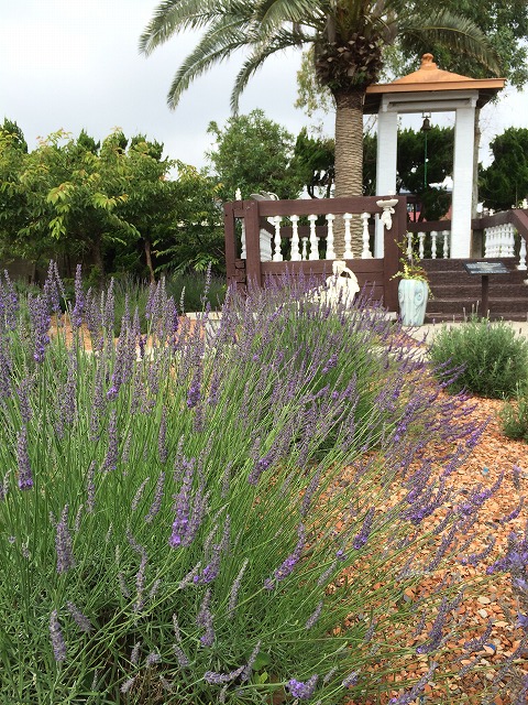 ���ɂ������߂͏��Ăɍ炭�u�O���b�\�v��u�v���o���X�u���[�v�ɑ�\����郉�o���f�B���n���x���_�[�I
�����������^�ł����������ɋ��������Ȃ̂Ŋ֓������̕i��