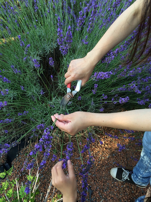 地域共通クーポン対象 千葉 銚子 一年中楽しめるラベンダー摘み体験 15分 300円 ハーブガーデン ポケット じゃらん遊び体験