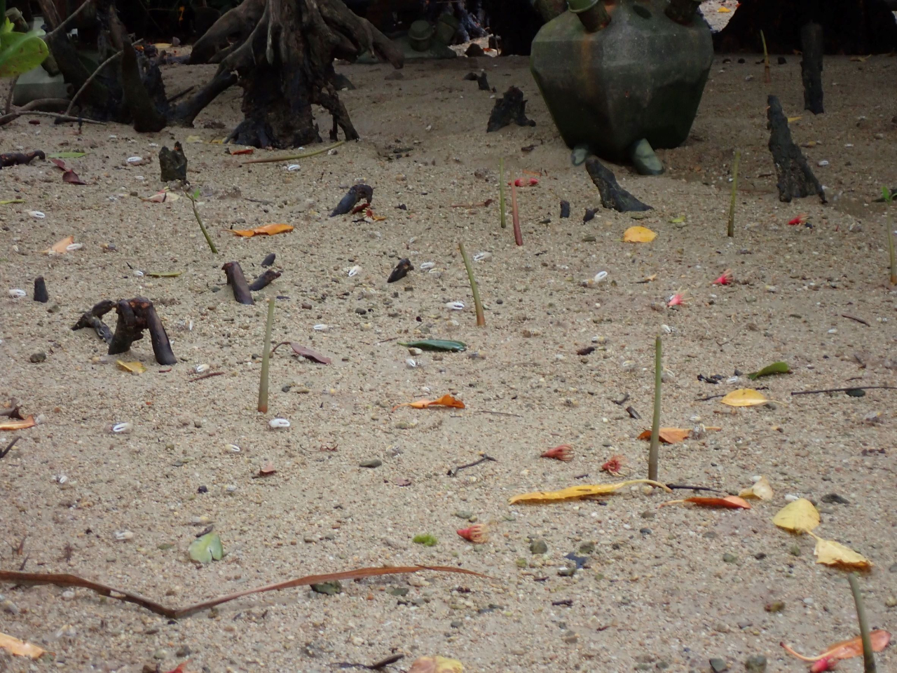 潮が引いてる場所ではシオマネキやマングローブの種が見られることも!