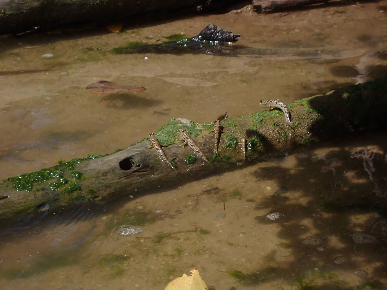 生き物たちとの出会いを楽しもう♪