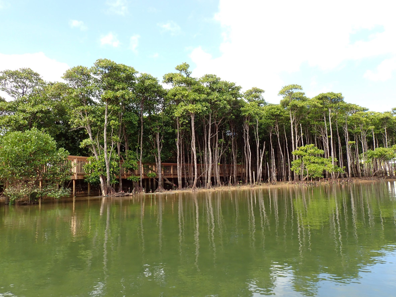 『億首川』では本島最多4種類のマングローブを観察することができるのが魅力の一つ!