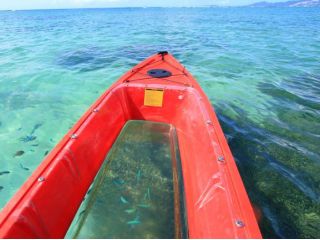 サンゴ礁の海で感動のクリアカヤック体験!