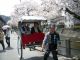 桜の時期の人力車は写真もバッチリ