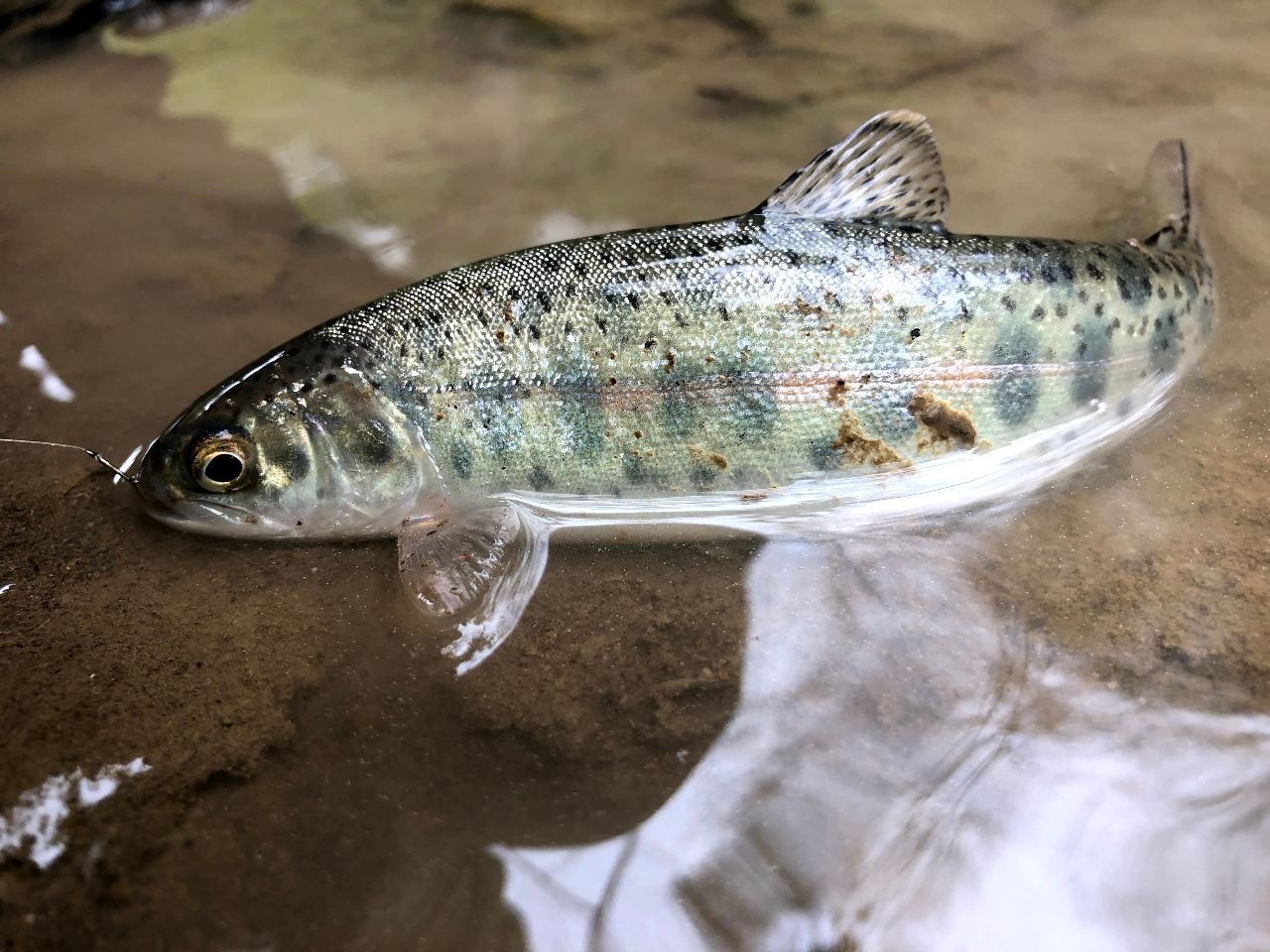 渓流釣り 半日プラン（北海道の有資格山岳ガイドがガイドします